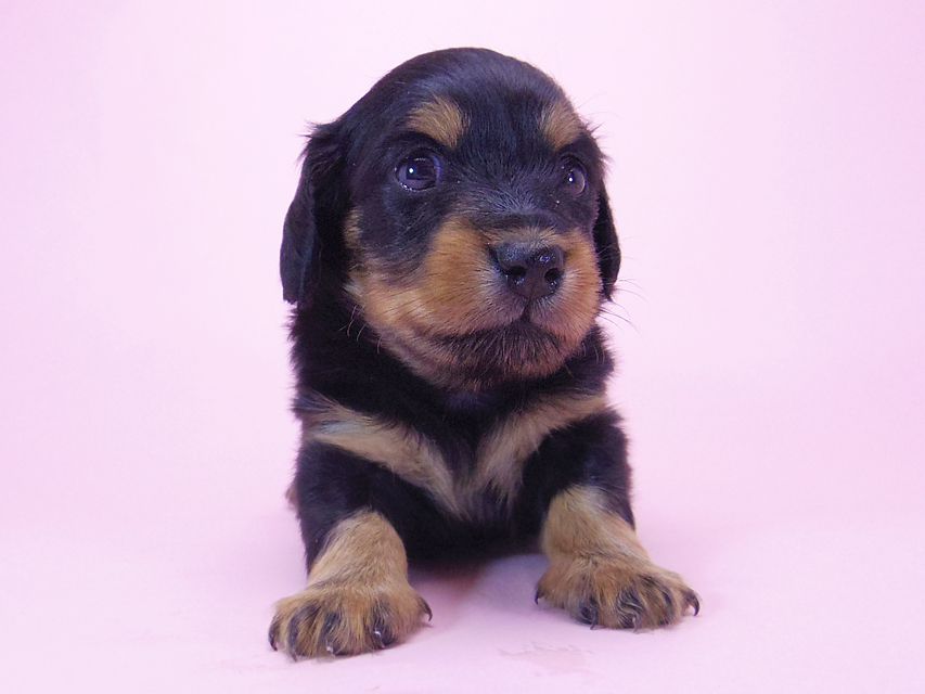 ダックスフンド コラム & 武蔵の子犬 ブラックタン 女の子 