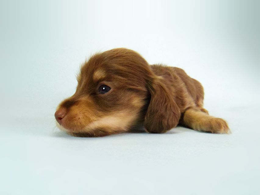 ダックスフンド ハッピーベル & 武蔵 チョコクリーム 女の子