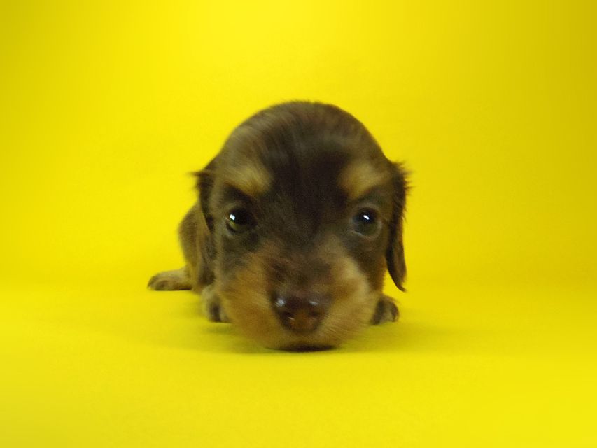 ダックスフンド ラム.mi & アサヒの赤ちゃん チョコクリーム 女の子