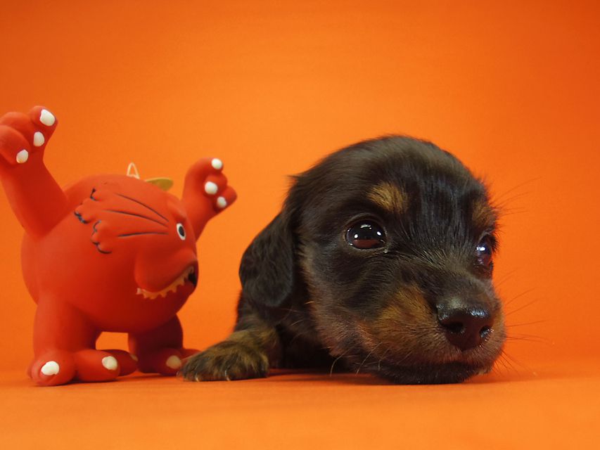 ダックスフンド いちご & ジャンクレールダンディの赤ちゃん ブラックタン 男の子