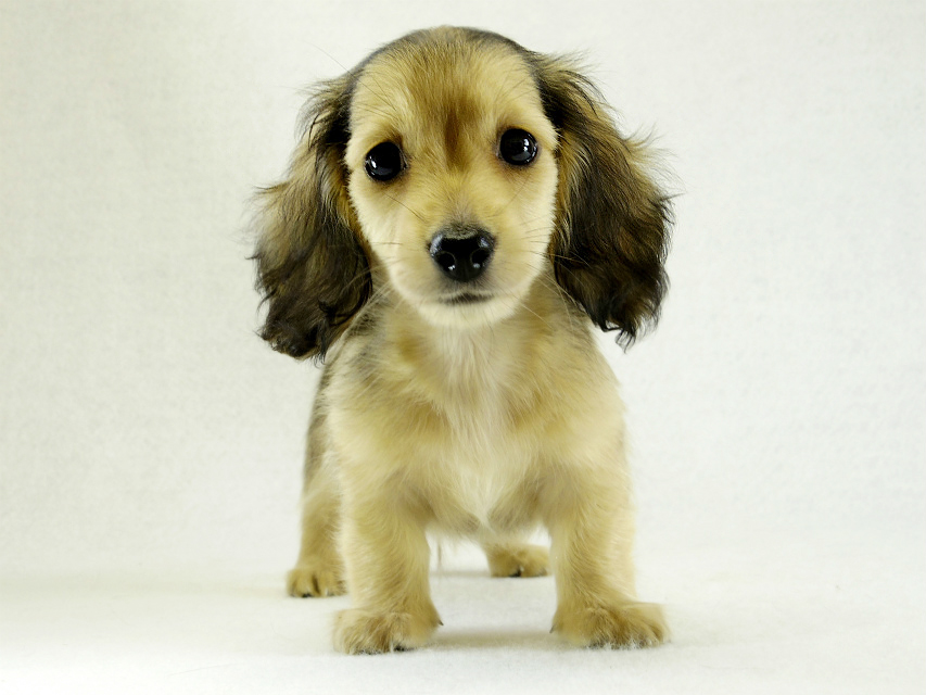 カニヘンダックス シェーデットクリーム 男の子 カニヘンダックス シェーデットクリーム 男の子