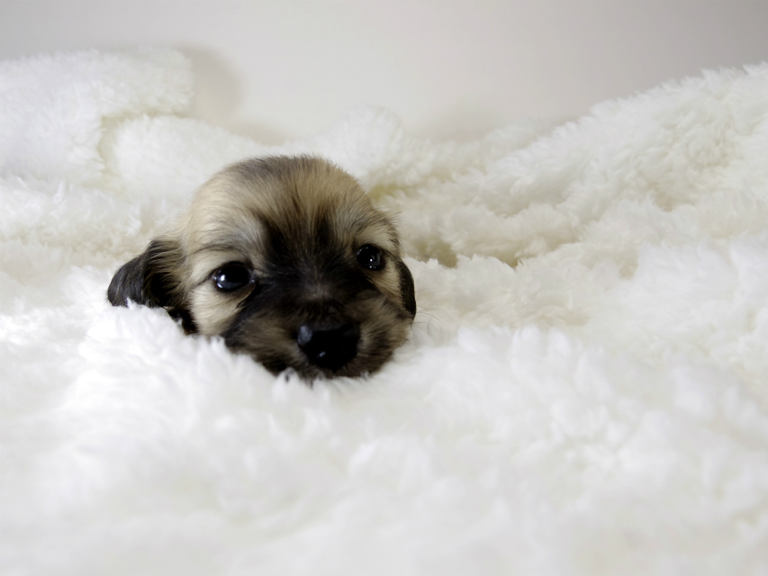 カニンヘン ダックスフンド 子犬 シェーデットクリーム 男の子