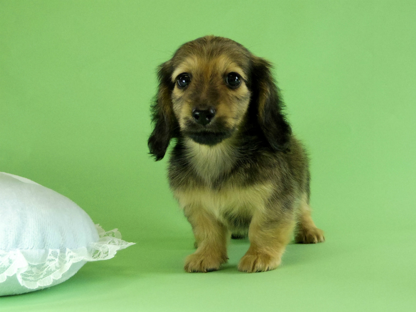 カニンヘンダックス 子犬 シェーデットクリーム男の子 カニンヘンダックス 子犬 シェーデットクリーム男の子