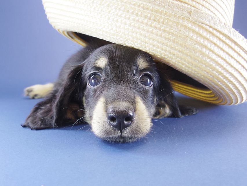 カニンヘン ダックスフンド エルナ & オスカルの赤ちゃん 6/25生まれ
ブラッククリーム 男の子