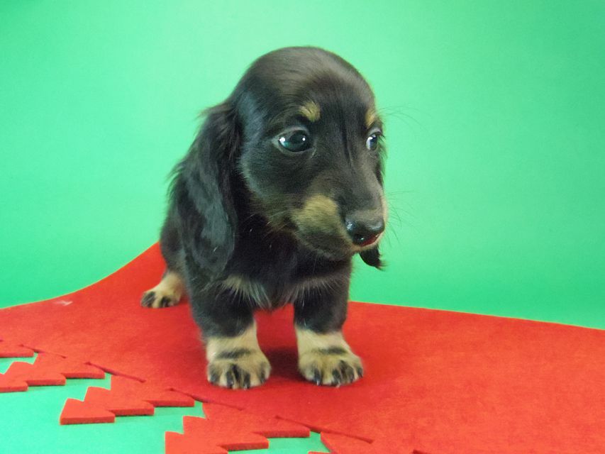 ダックスフンド カニンヘン グリム & オスカルの赤ちゃん