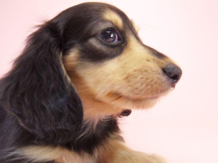 ミニチュアダックス シャーディー & オスカルの赤ちゃん ブラッククリーム 男の子