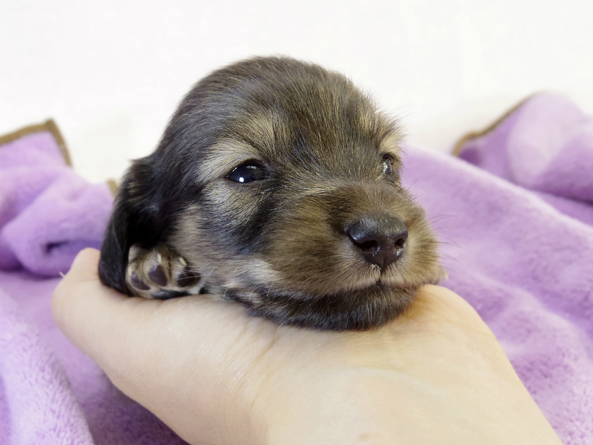 カニンヘンダックスフンド　シェーデットクリーム　男の子