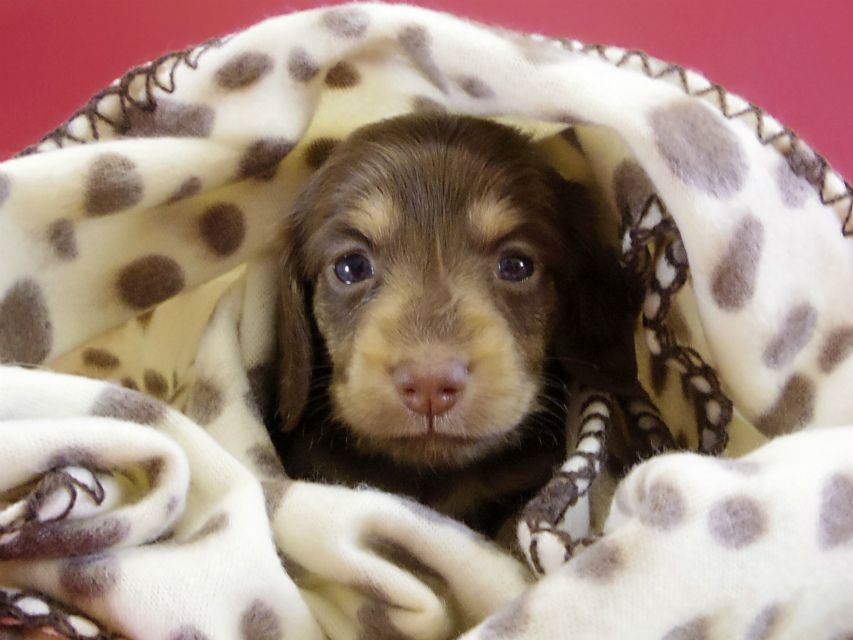 カニンヘンダックス　仔犬　チョコレートクリーム女の子
