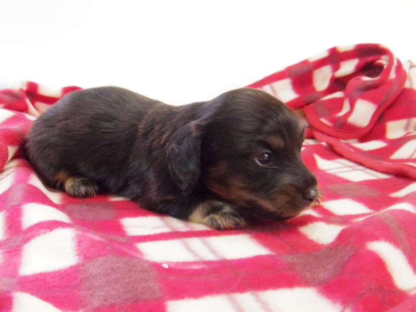 カニンヘン ダックスフンド レイ.s & 武蔵の赤ちゃん ブラッククリーム 男の子