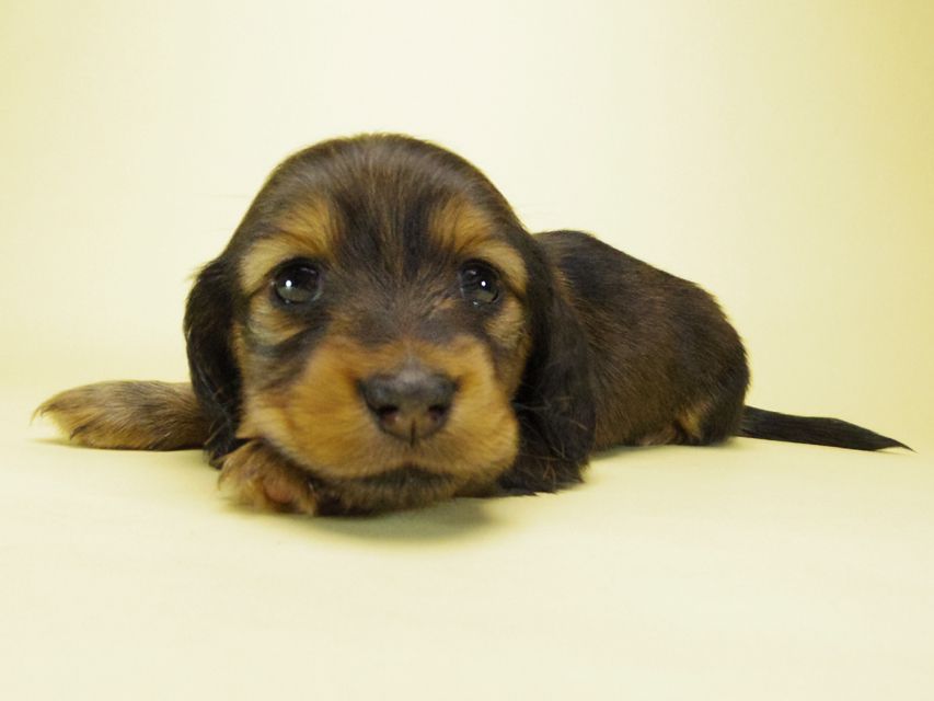 ダックスフンド カニンヘン ルヒィ & オスカルの赤ちゃん 10月11日生まれ シェーデットレッド 女の子