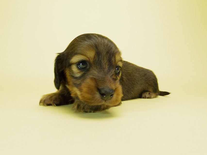 カニンヘン ダックスフンド チェルシー & AQUARIONの子犬 シェーデットレッド 女の子