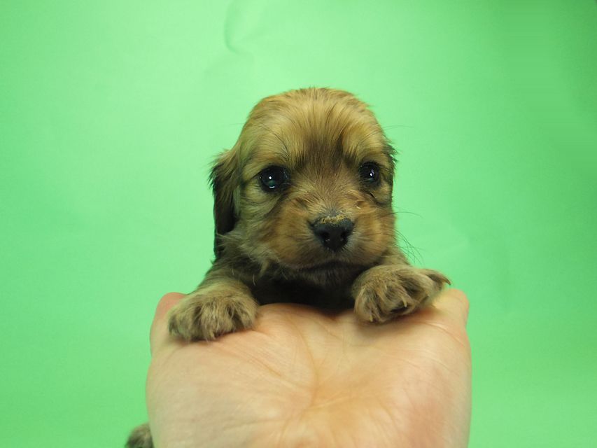 ダックスフンド カニンヘン SHELLY.mi & オスカルの子犬 シェーデットクリーム 男の子 ②044 ダックスフンド カニンヘン SHELLY.mi & オスカルの子犬 シェーデットクリーム 男の子 ②