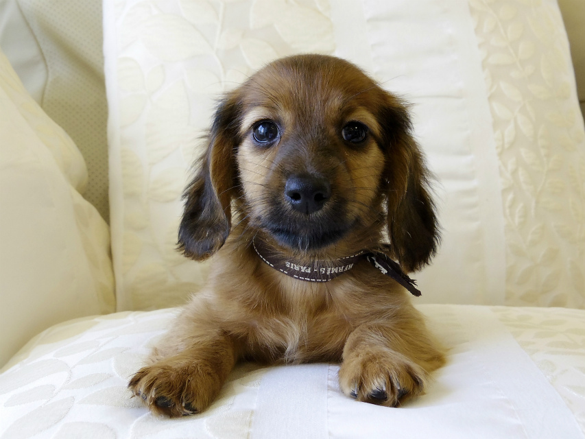 カニンヘン ダックスフンド シェーデットレット 男の子 カニンヘン ダックスフンド シェーデットレット 男の子