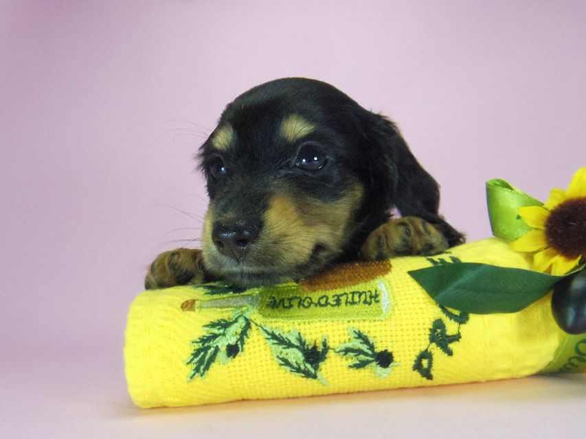 ダックスフンド ルル.hb & セブンの子犬 ブラクリ 女の子