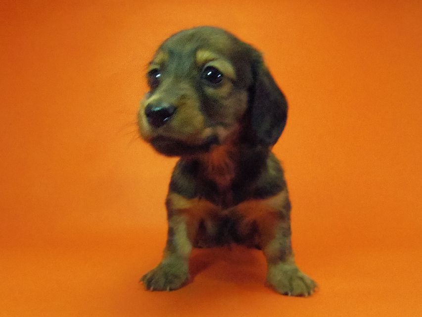ダックスフンド ルヒィ & ジムダンディの子犬 レッド 男の子044 ダックスフンド ルヒィ & ジムダンディの子犬 レッド 男の子