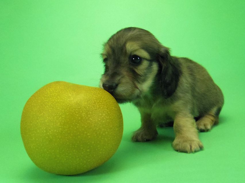 ダックスフンド わかば & 武蔵の子犬 シェーデットクリーム 女の子①044 ダックスフンド わかば & 武蔵の子犬 シェーデットクリーム 女の子①
