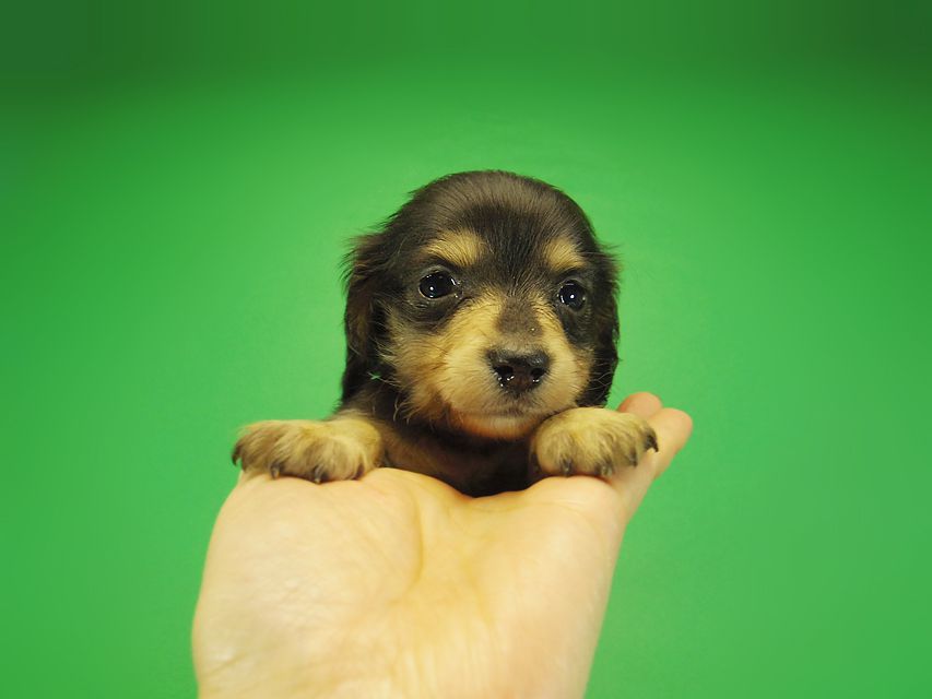 ダックスフンド SHELLY.mi & オスカルの赤ちゃん ブラッククリーム 女の子② お写真初登場