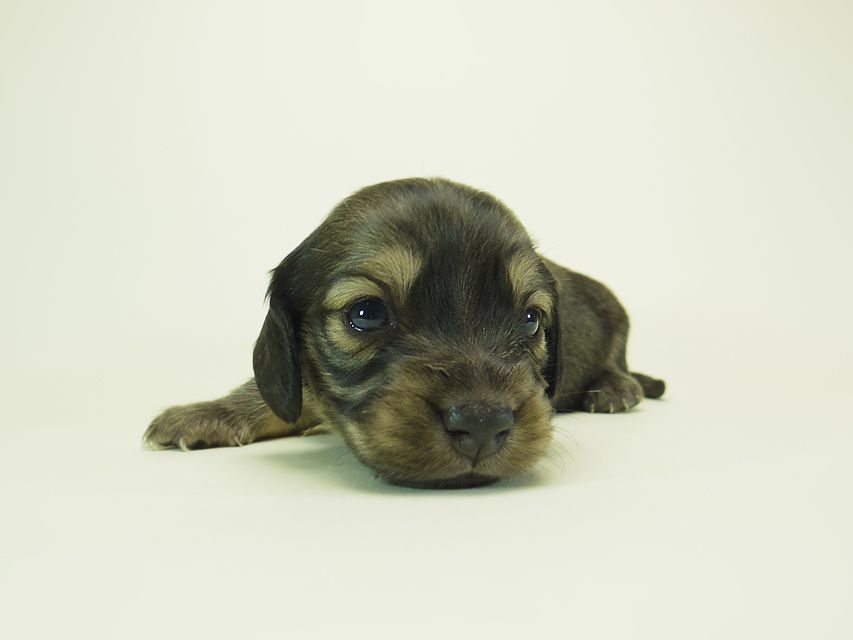 ダックスフンド ミニチュアダックス リールー & ジムダンディの子犬 シェーデットクリーム 男の子 お写真初登場044 ダックスフンド ミニチュアダックス リールー & ジムダンディの子犬 シェーデットクリーム 男の子 お写真初登場