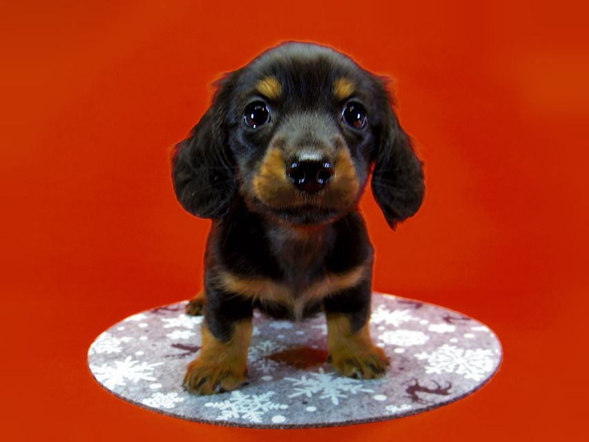 ダックスフンド カニンヘン いちご & ジャンクレールダンディの子犬 ブラックタン 男の子