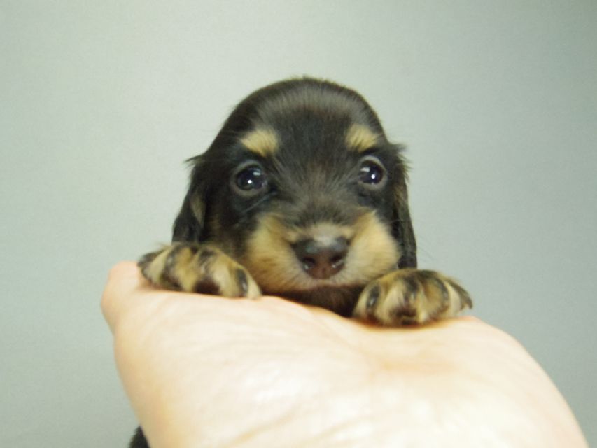 カニンヘンダックスフンド ブラッククリーム 子犬 男の子♪ カニンヘンダックスフンド ブラッククリーム 子犬 男の子♪
