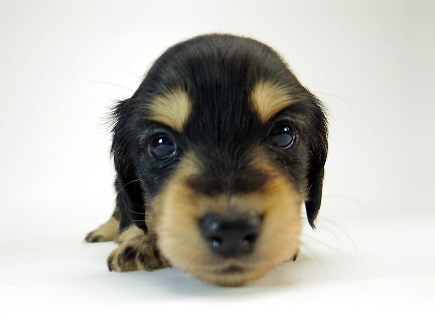 カニンヘン ダックスフンド すもも.ky & オスカルの赤ちゃん