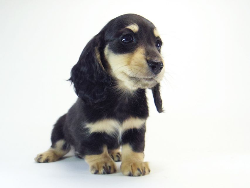 ダックスフンド カニンヘン 楓 & オスカルの子犬 12/12生まれ ブラッククリーム 女の子①