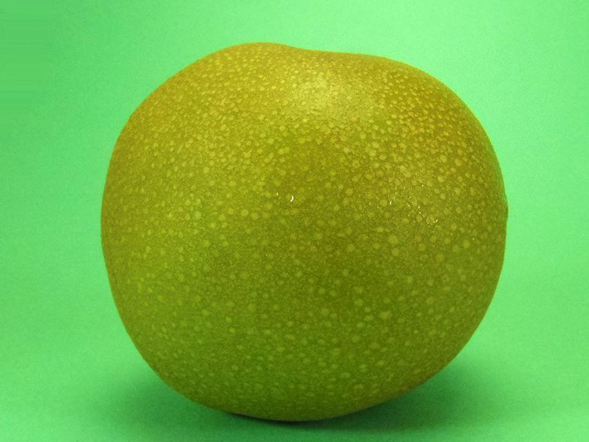 ダックスフンド わかば & 武蔵の子犬 シェーデットクリーム 女の子①045 ダックスフンド わかば & 武蔵の子犬 シェーデットクリーム 女の子①