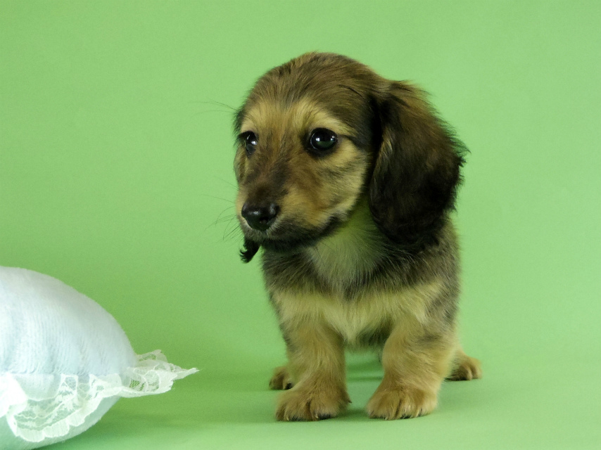 カニンヘンダックス 子犬 シェーデットクリーム男の子 カニンヘンダックス 子犬 シェーデットクリーム男の子