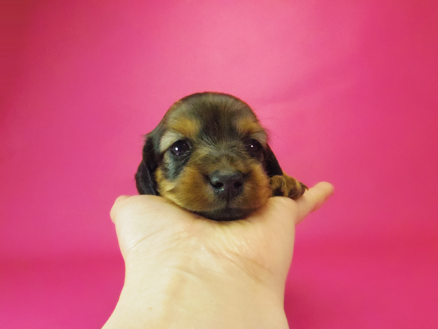 ダックスフンド クレア & ジムダンディの子犬 シェーデットレッド 女の子①