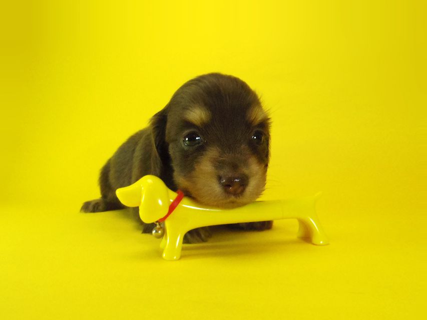 ダックスフンド ラム.mi & アサヒの赤ちゃん チョコクリーム 女の子