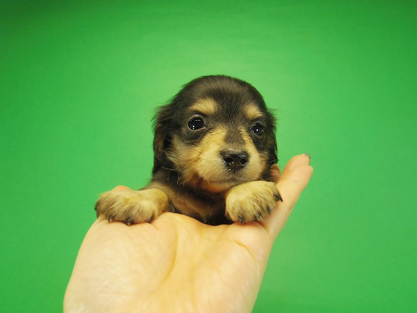 ダックスフンド SHELLY.mi & オスカルの赤ちゃん ブラッククリーム 女の子② お写真初登場