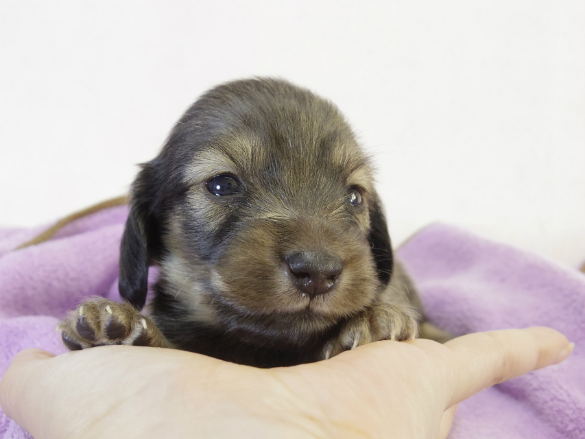 カニンヘンダックスフンド　シェーデットクリーム　男の子