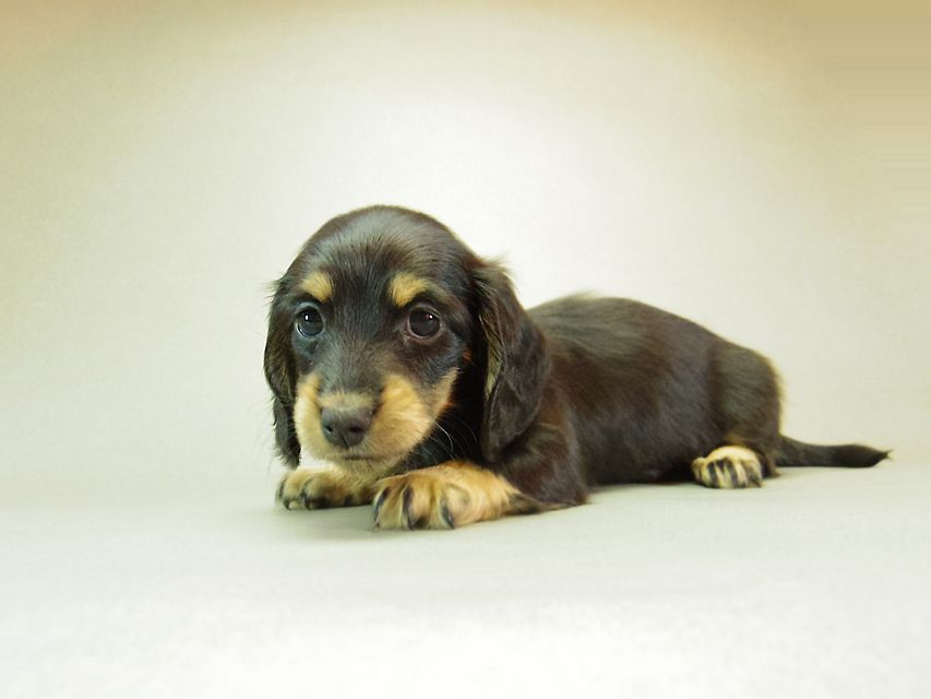 ダックスフンド クレア & ジムダンディの子犬 ブラッククリーム 女の子