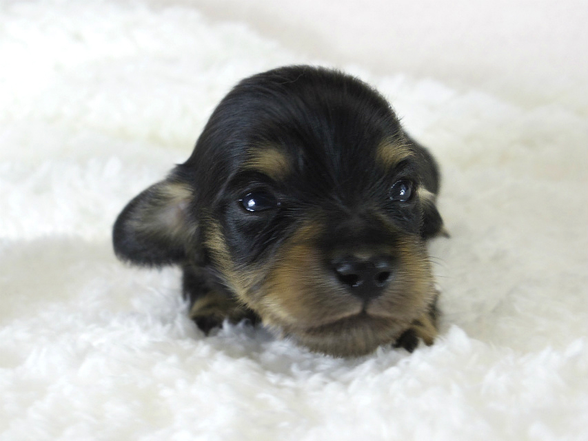 カニヘン　子犬　ブラクリ男の子