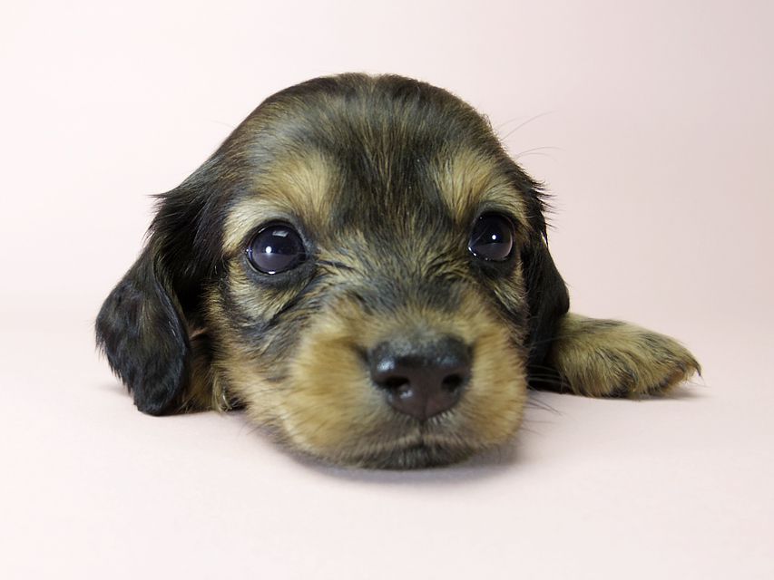 カニンヘン ダックスフンド 子犬 シェーデットレッド 女の子