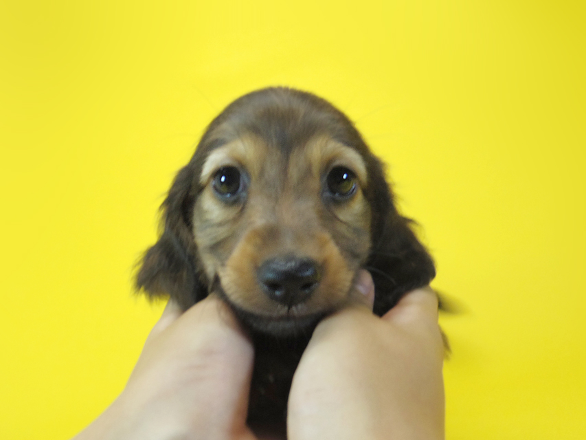 ダックスフンド ルヒィ & ジムダンディの子犬 レッド 男の子046 ダックスフンド ルヒィ & ジムダンディの子犬 レッド 男の子