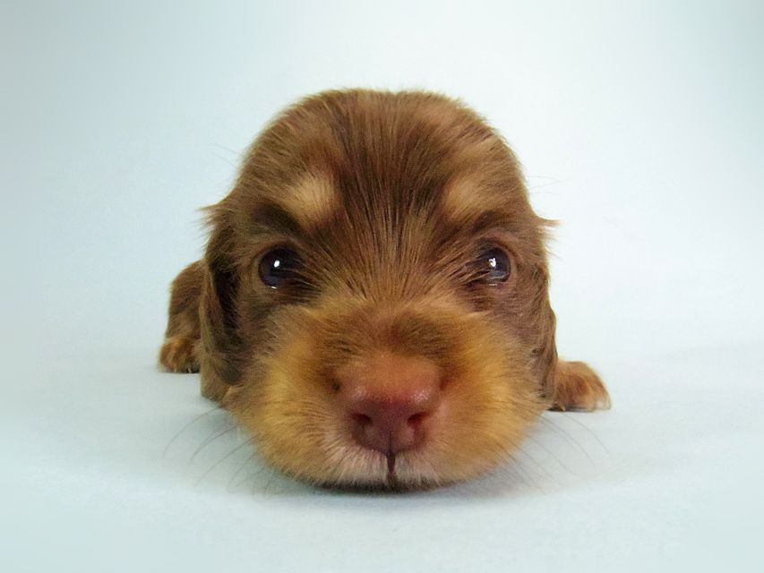 ダックスフンド ハッピーベル & 武蔵 チョコクリーム 女の子