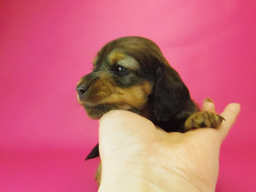 ダックスフンド クレア & ジムダンディの子犬 シェーデットレッド 女の子①