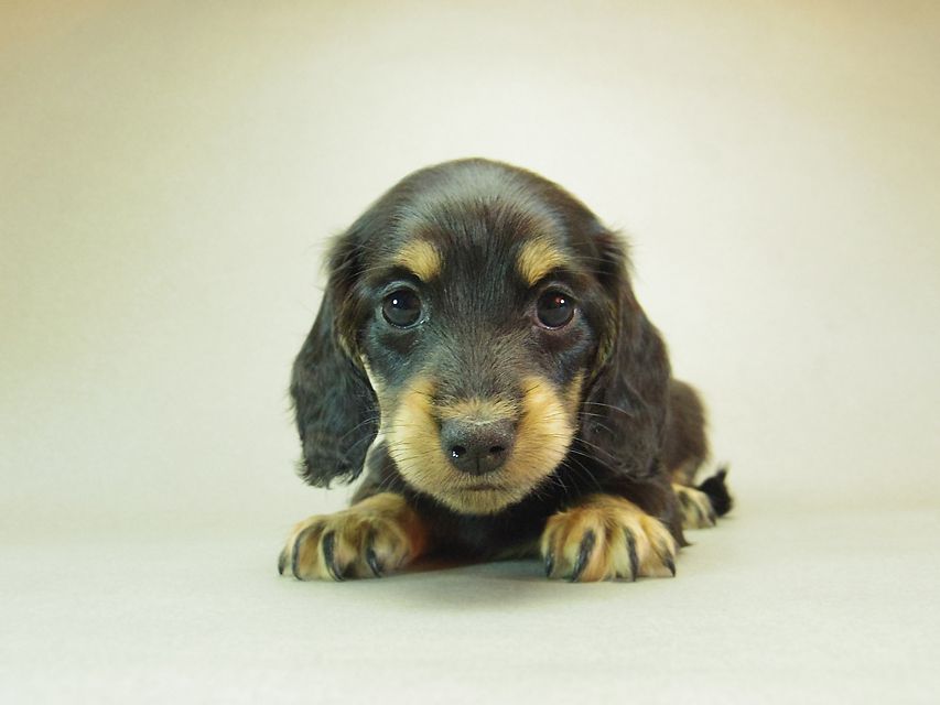 ダックスフンド クレア & ジムダンディの子犬 ブラッククリーム 女の子