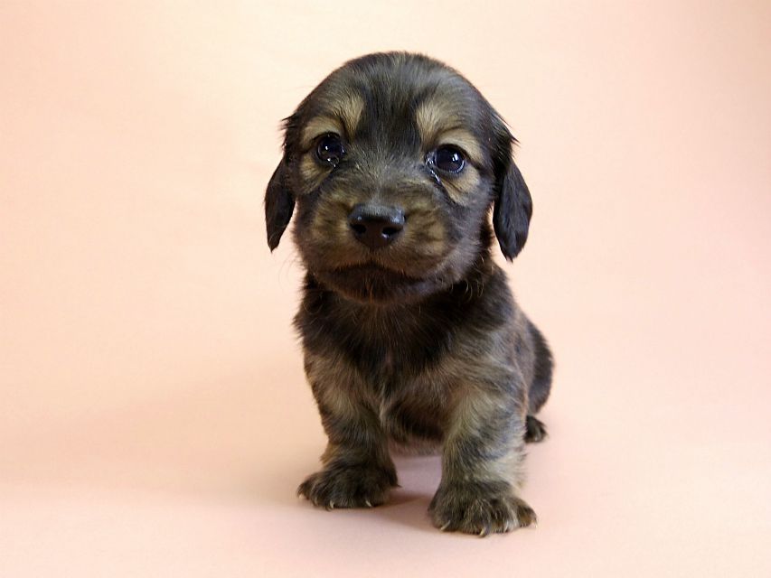 カニンヘン ダックスフンド 子犬 シェーデットクリーム 男の子 カニンヘン ダックスフンド 子犬 シェーデットクリーム 男の子