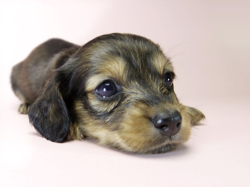 カニンヘン ダックスフンド 子犬 シェーデットレッド 女の子