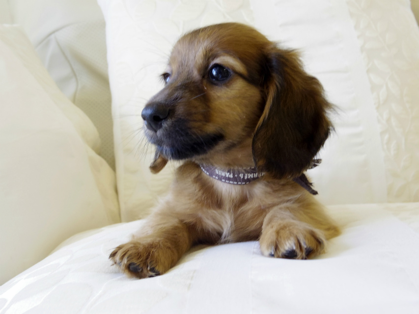 カニンヘン ダックスフンド シェーデットレット 男の子 カニンヘン ダックスフンド シェーデットレット 男の子