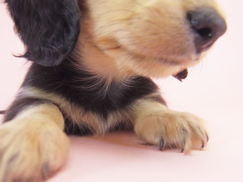 ミニチュアダックス シャーディー & オスカルの赤ちゃん ブラッククリーム 男の子
