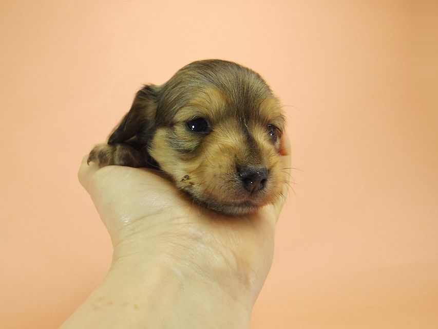 0ダックスフンド カニンヘン SHELLY.mi & オスカルの子犬 シェーデットクリーム 男の子 ①47 ダックスフンド カニンヘン SHELLY.mi & オスカルの子犬 シェーデットクリーム 男の子 ①