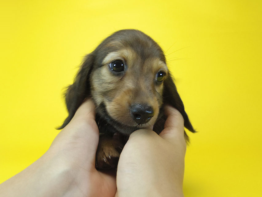 ダックスフンド ルヒィ & ジムダンディの子犬 レッド 男の子047 ダックスフンド ルヒィ & ジムダンディの子犬 レッド 男の子