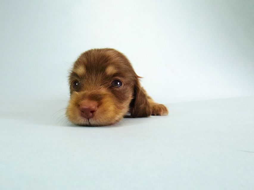 ダックスフンド ハッピーベル & 武蔵 チョコクリーム 女の子