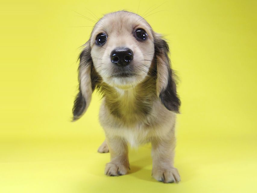 ダックスフンド わかば & 武蔵の子犬 シェーデットクリーム 女の子②