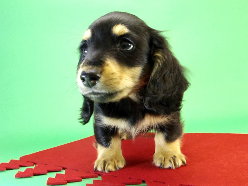カニンヘンダックス　子犬　ブラック＆クリーム男の子