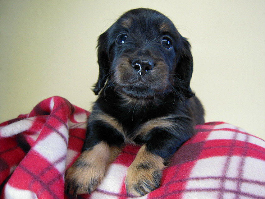 カニヘン　子犬　ブラタン男の子