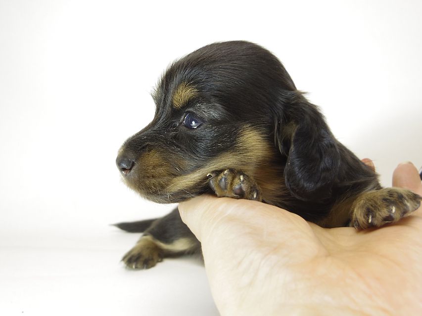 カニンヘン ダックスフンド いちご & ジュピターmiの赤ちゃん
7/10生まれ ブラックタン 女の子